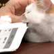 Illustration for article titled When Youre a Cat, Serious Television Can Be Tricky